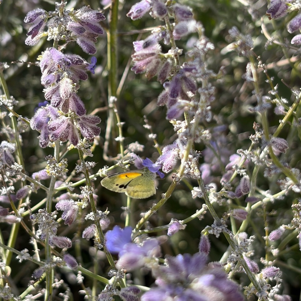 Meet your Posher, Shayla